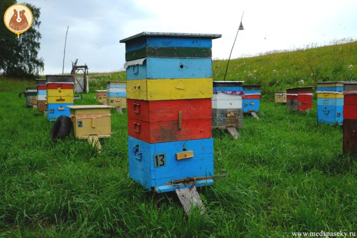 Altai bee hives